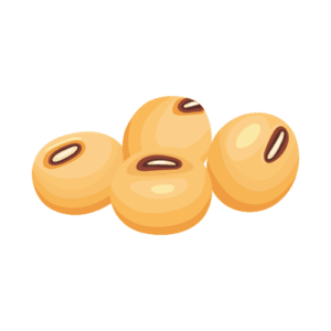 haricots blancs